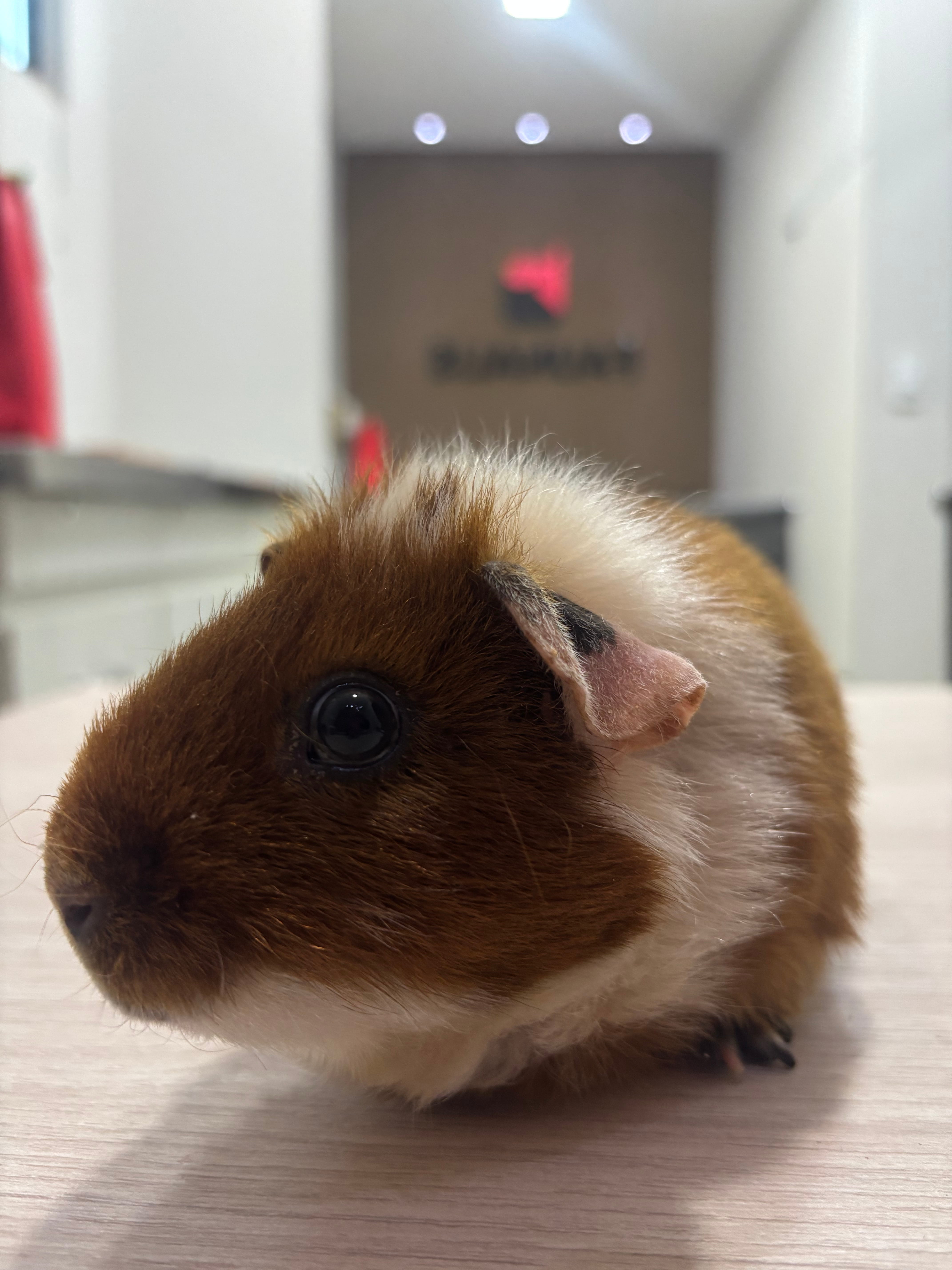 porquinho