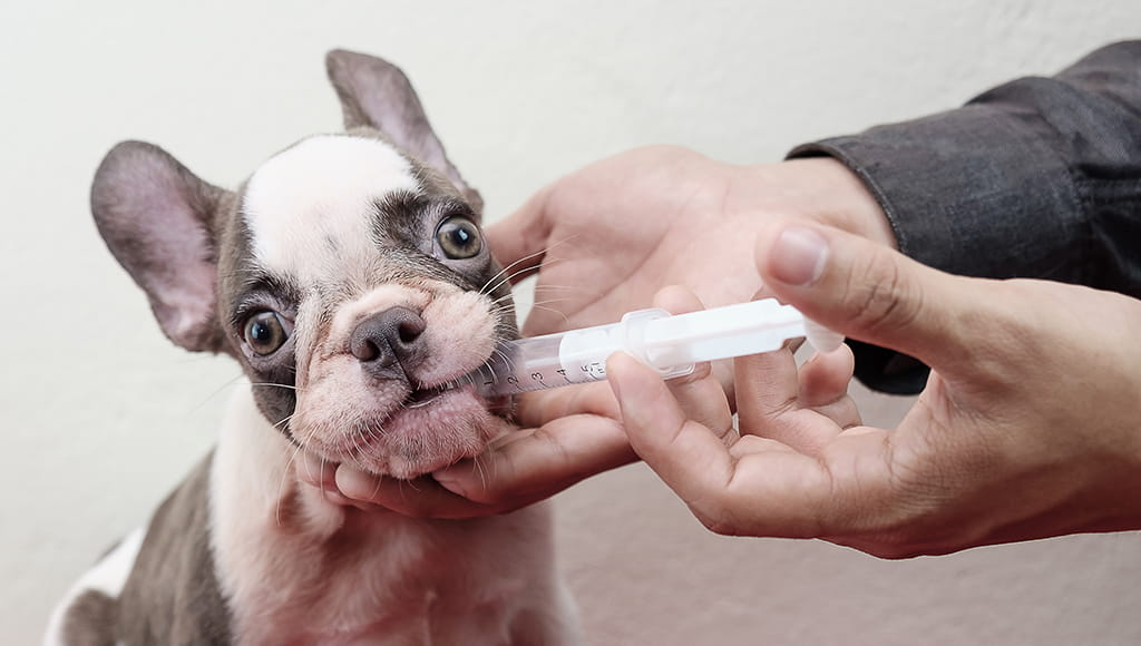 Vermifugação em pets: quando, como fazer e por que é essencial para a saúde do seu animal