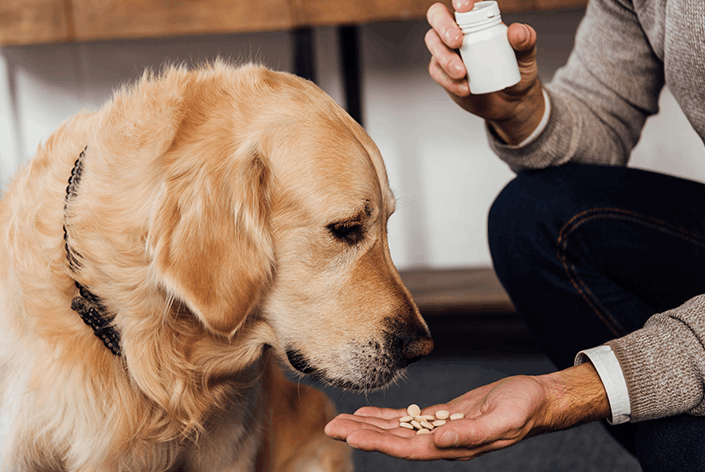Tutor com dificuldade ao administrar vermífugo em cachorro de forma incorreta