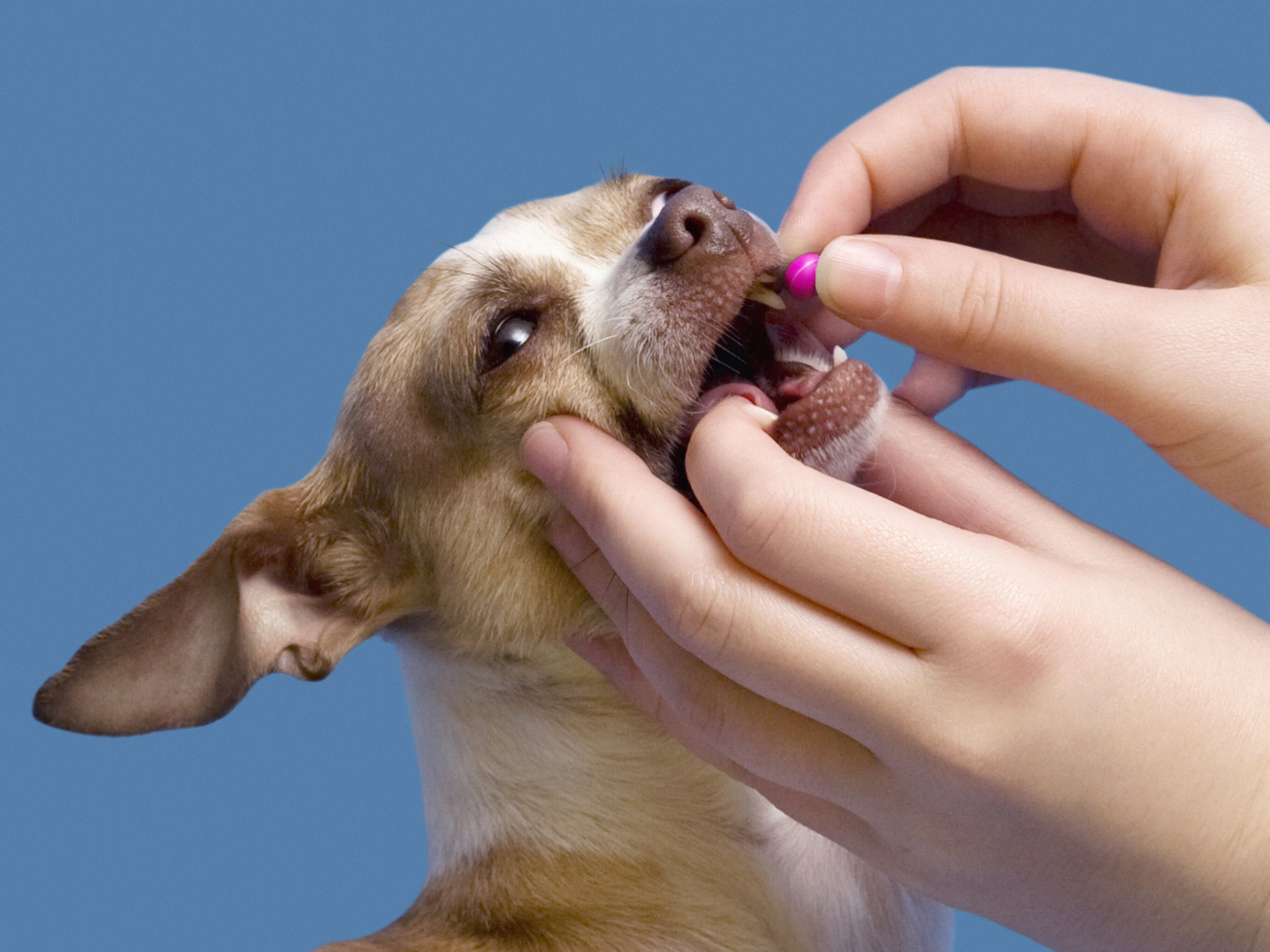 Aplicando medicaçao em animal.