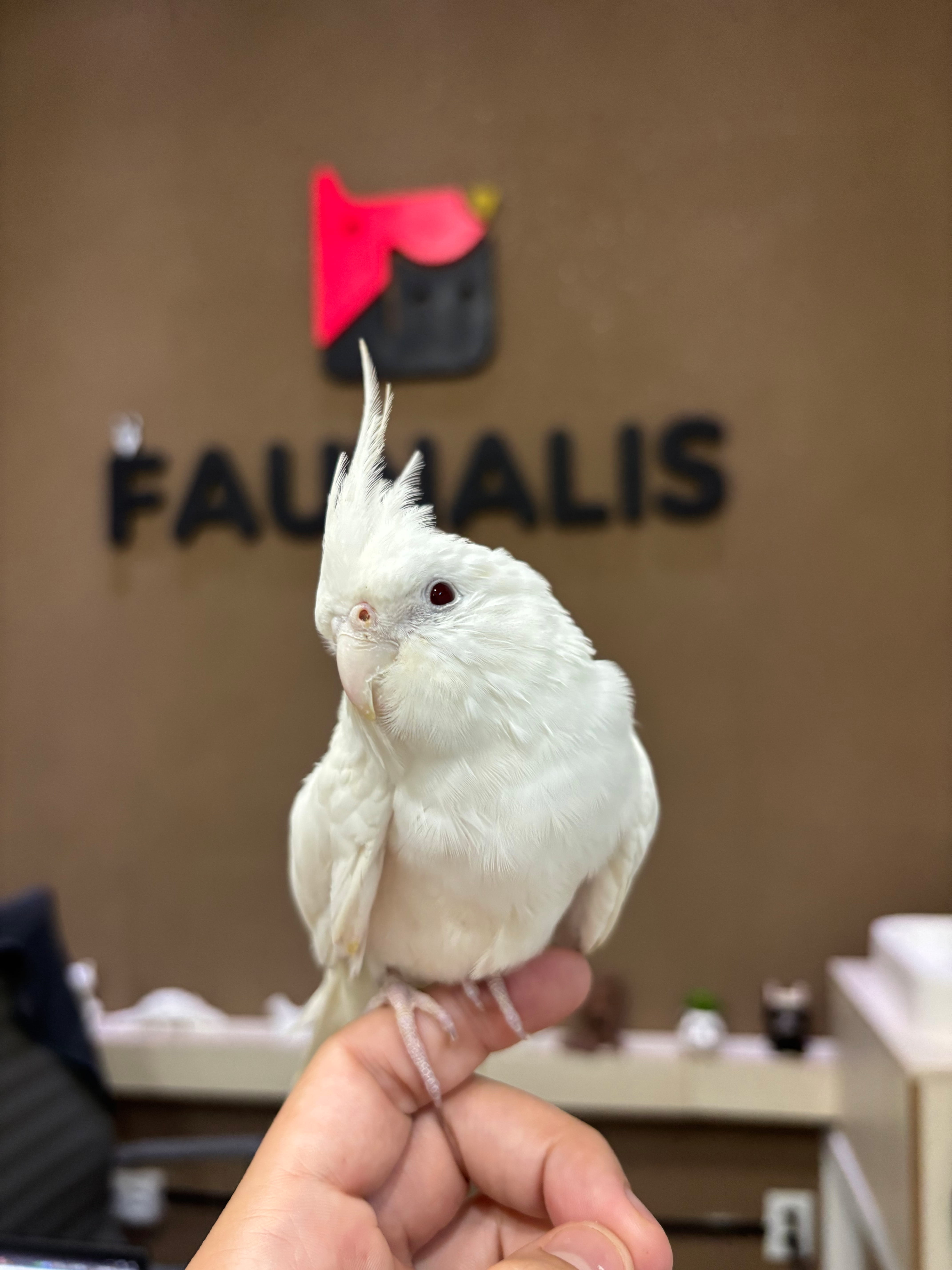 Calopsita branca atendida pela Faunalis.