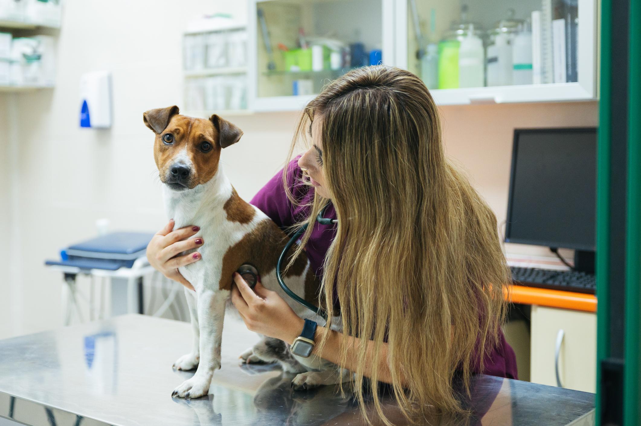 Consulta veterinária em cachorro para avaliação de saúde e prevenção de doenças